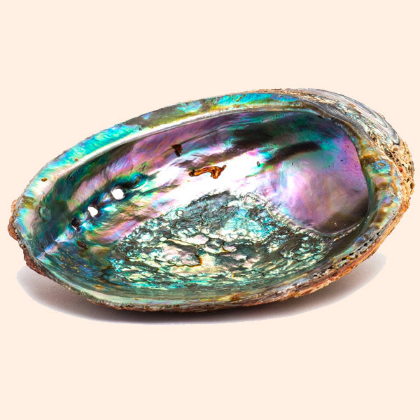 Abalone Shell